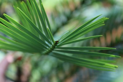 Wollemia nobilis - wolémie vznešená -detai uspořádání jehlic